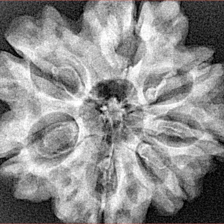 7 Mukhi Rudraksha 28.9mm 5.07gm - Xray