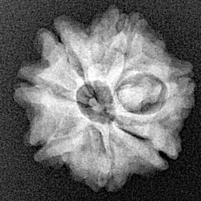 7 Mukhi Rudraksha 19.3mm 2.55gm - Xray