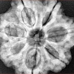 7 Mukhi Rudraksha 29.3mm 8.01gm - Xray