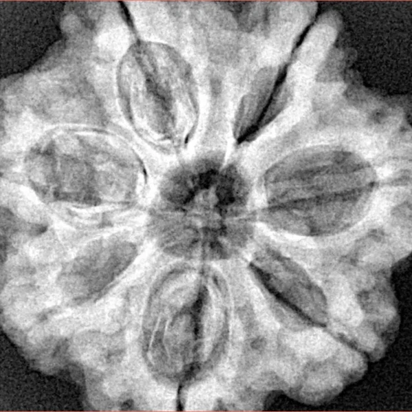 7 Mukhi Rudraksha 29.3mm 8.01gm - Xray