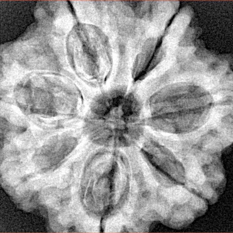 7 Mukhi Rudraksha 29.3mm 8.01gm - Xray