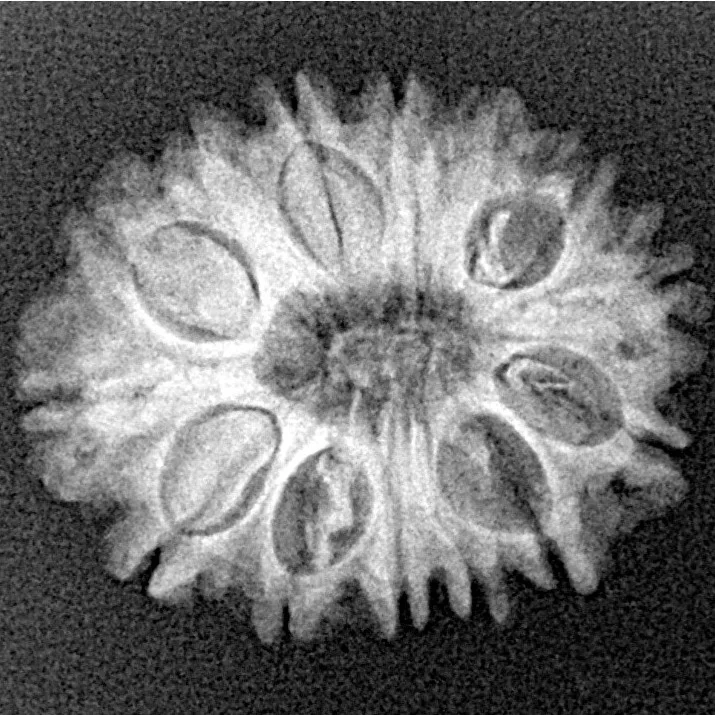 14 Mukhi Rudraksha 22.1mm 2.56gm - Origin: Nepal - Xray