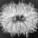 11 Mukhi Rudraksha 26.7mm 4.3gm - Xray