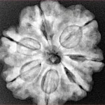 7 Mukhi Rudraksha 26.7mm 6.23gm - Xray