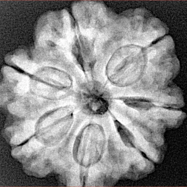 7 Mukhi Rudraksha 26.7mm 6.23gm - Xray