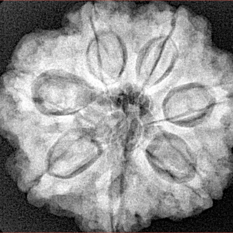 7 Mukhi Rudraksha 27.8mm 7.27gm - Xray