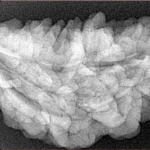 1 Mukhi Rudraksha 36.3mm 6.45gm - Xray
