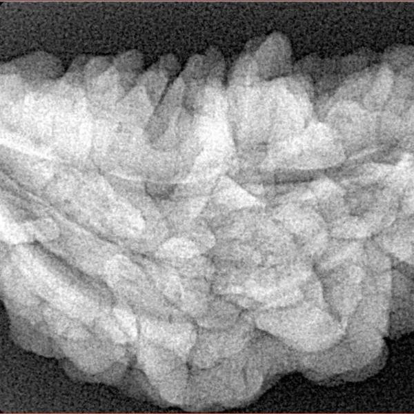 1 Mukhi Rudraksha 36.3mm 6.45gm - Xray