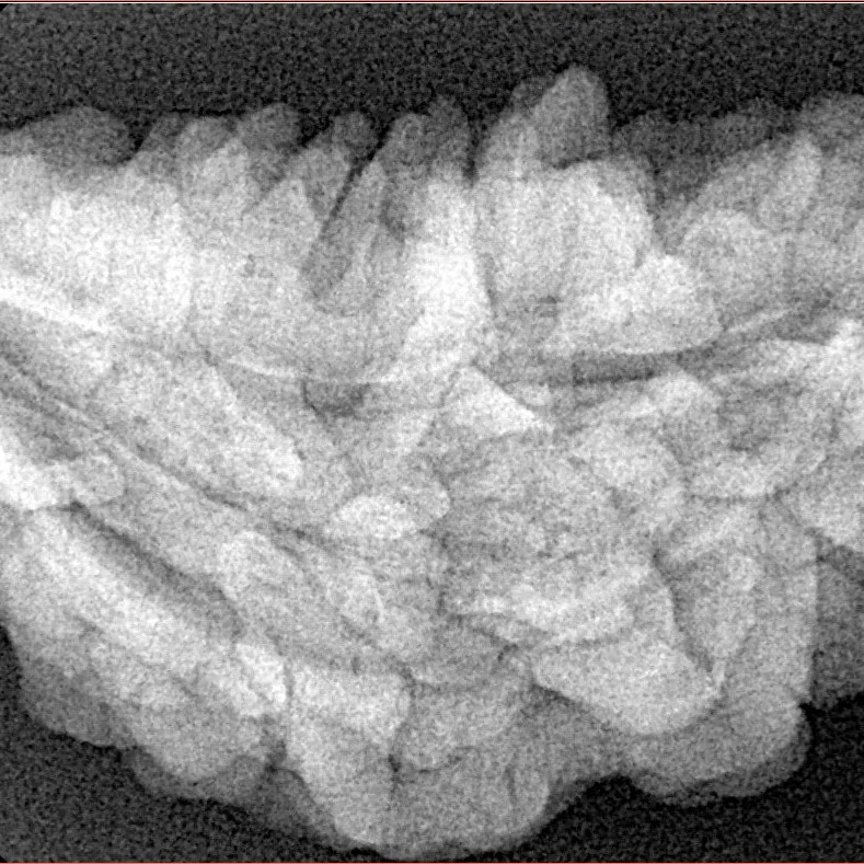 1 Mukhi Rudraksha 36.3mm 6.45gm - Xray