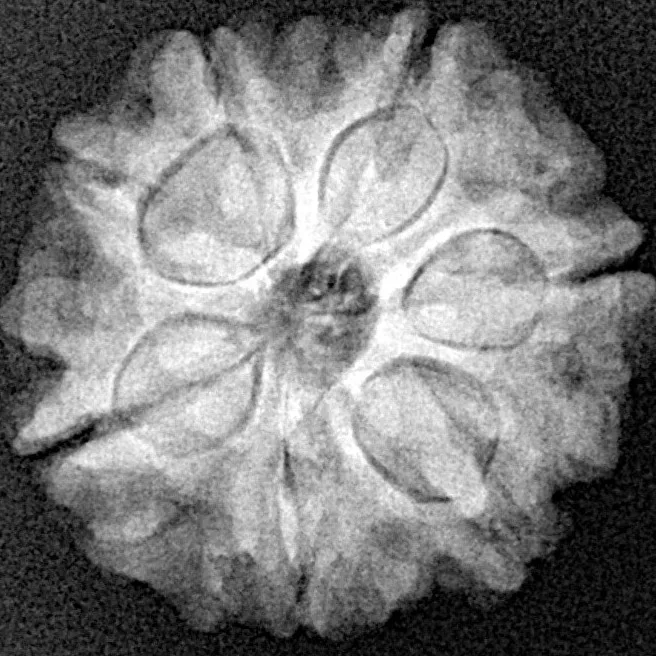 7 Mukhi Rudraksha 21mm 3.58gm - Xray