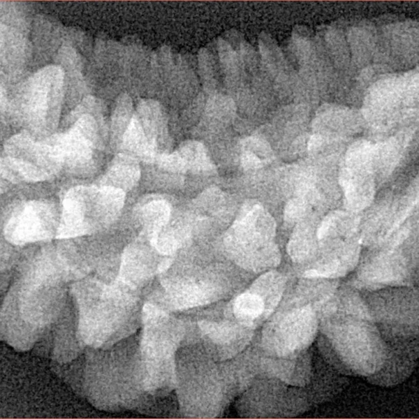 1 Mukhi Rudraksha 34mm 5.9gm - Xray