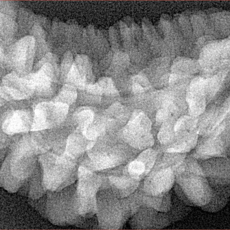 1 Mukhi Rudraksha 34mm 5.9gm - Xray