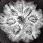 7 Mukhi Rudraksha 27mm 6.23gm - Xray