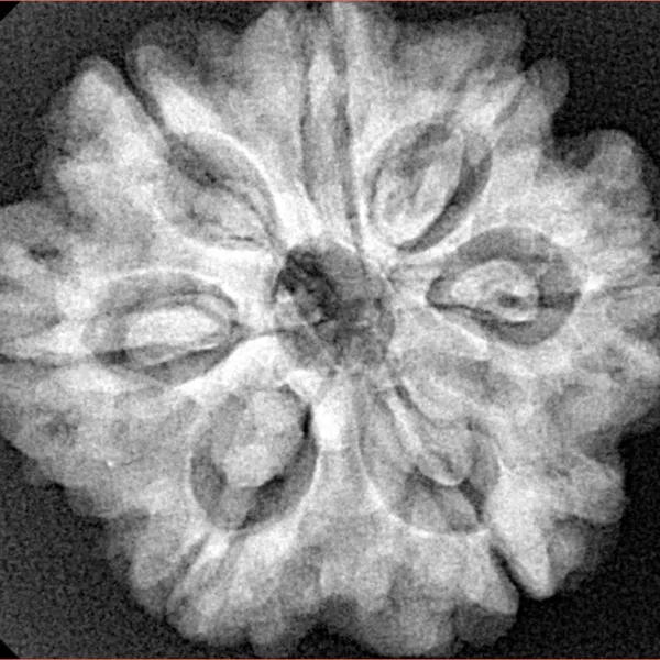 7 Mukhi Rudraksha 27mm 6.23gm - Xray