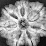 7 Mukhi Rudraksha 27.5mm 6.29gm - Xray