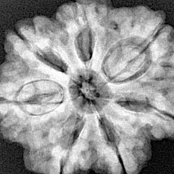 7 Mukhi Rudraksha 27.5mm 6.29gm - Xray