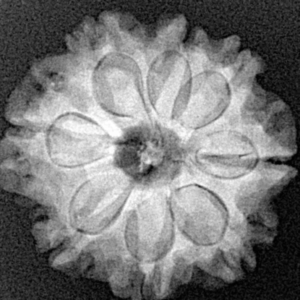 8 Mukhi Rudraksha 22.3mm 3.75gm - Xray