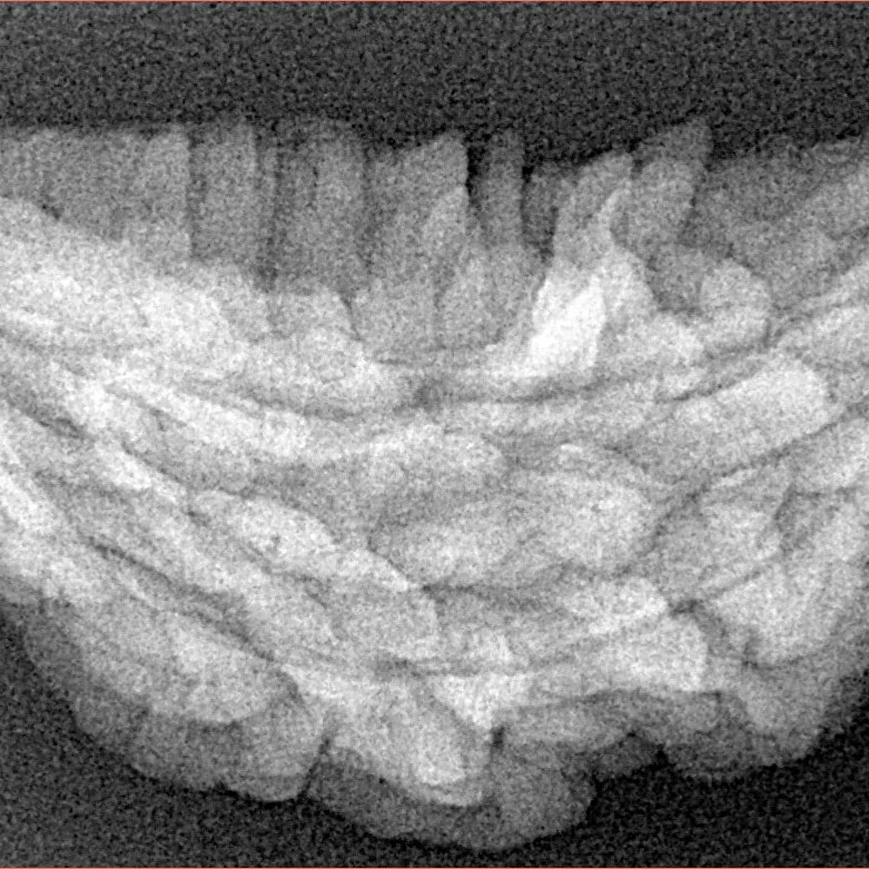 1 Mukhi Rudraksha 37.2mm 4.83gm - Xray