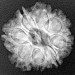 8 Mukhi Rudraksha 21.3mm 3.31gm - Xray
