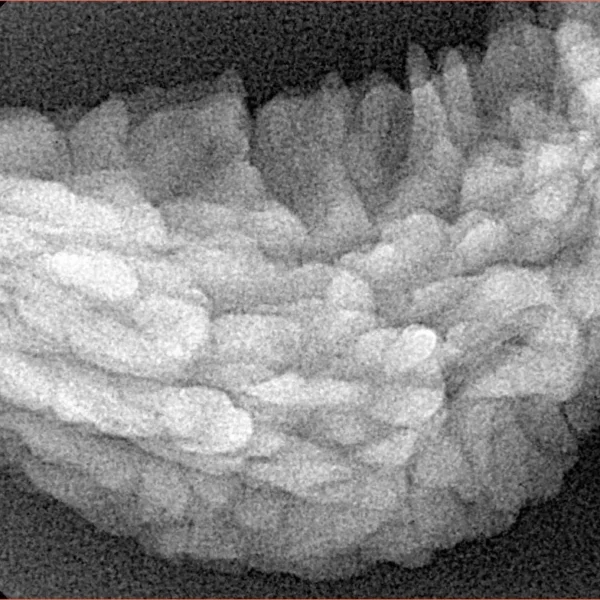1 Mukhi Rudraksha 36.6mm 4.82gm - Xray