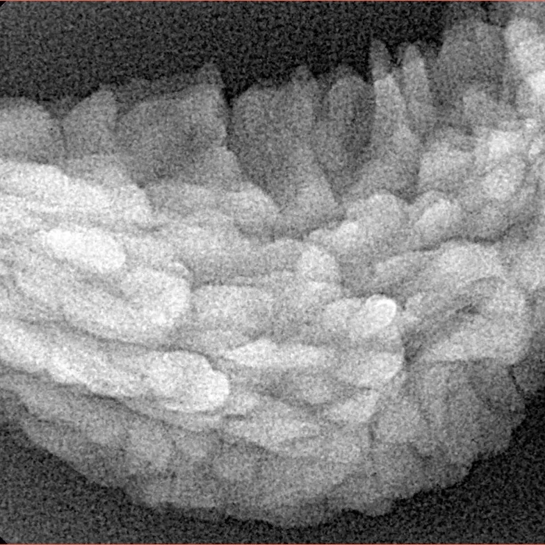 1 Mukhi Rudraksha 36.6mm 4.82gm - Xray