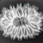 13 Mukhi Rudraksha 28mm 4.23gm - Xray