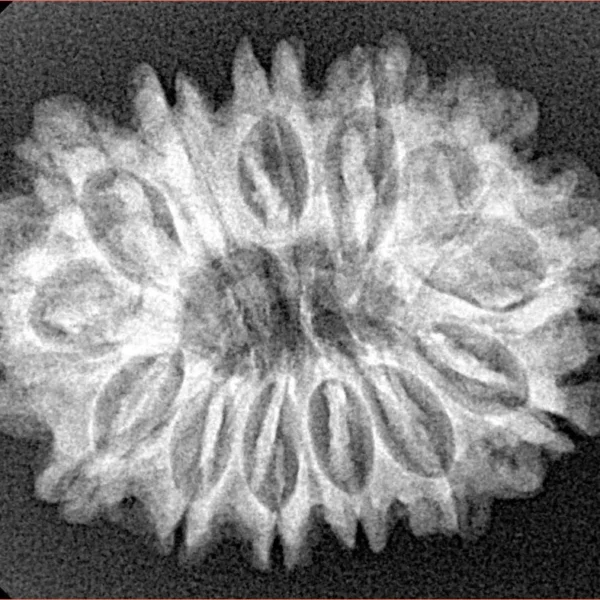 13 Mukhi Rudraksha 28mm 4.23gm - Xray