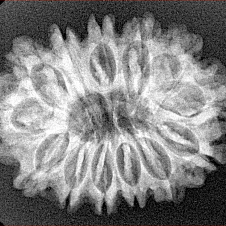 13 Mukhi Rudraksha 28mm 4.23gm - Xray