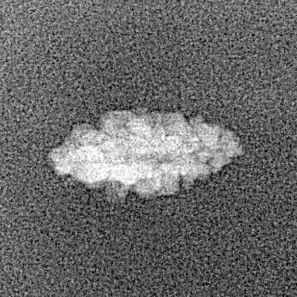 1 Mukhi Rudraksha 13.1mm 0.21gm - Xray
