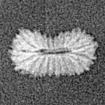 21 Mukhi Rudraksha 10.5mm 0.16gm - Xray