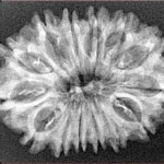 14 Mukhi Rudraksha 30.4mm 3.71gm - Xray