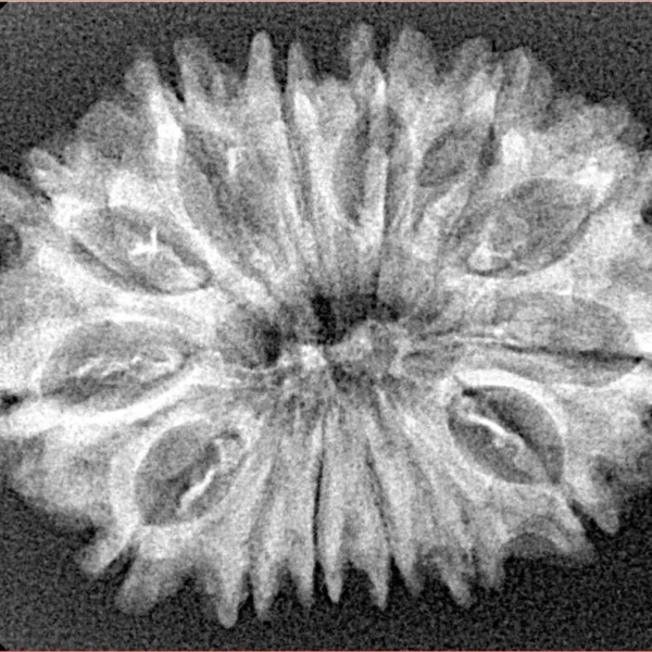 14 Mukhi Rudraksha 30.4mm 3.71gm - Xray