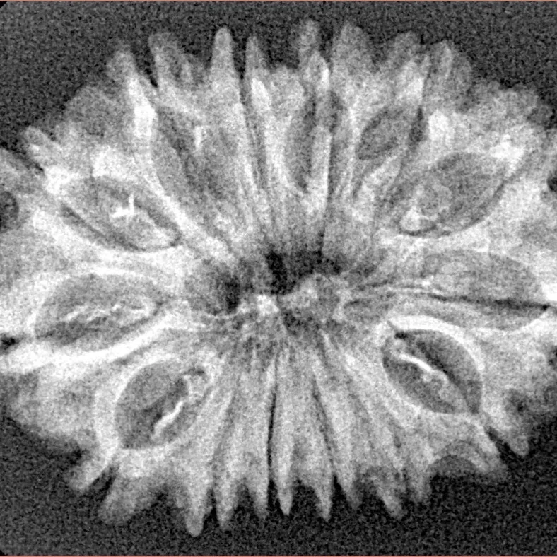 14 Mukhi Rudraksha 30.4mm 3.71gm - Xray