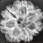 7 Mukhi Rudraksha 27mm 4.71gm - Xray