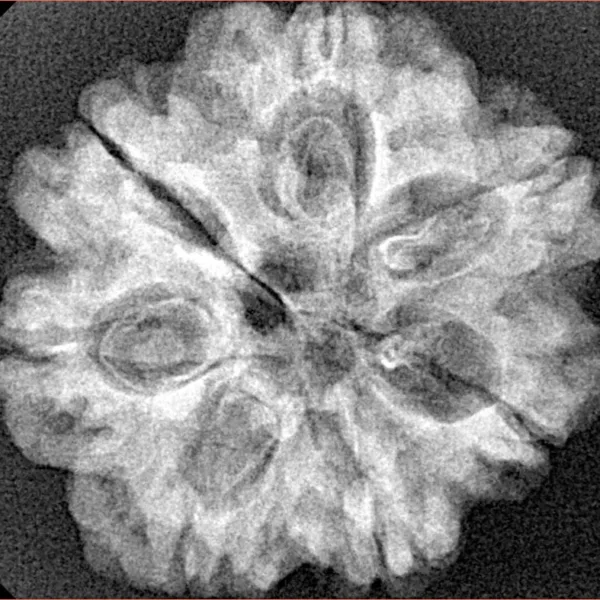 7 Mukhi Rudraksha 27mm 4.71gm - Xray