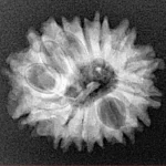14 Mukhi Rudraksha 22.1mm 2.65gm - Xray