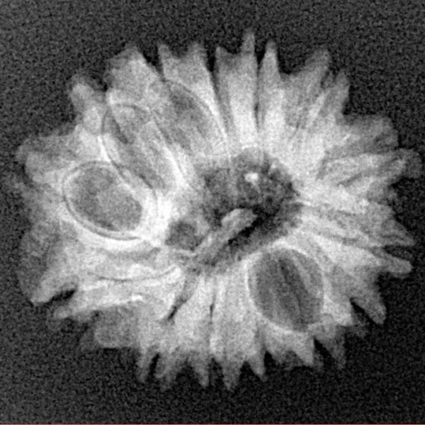 14 Mukhi Rudraksha 22.1mm 2.65gm - Xray