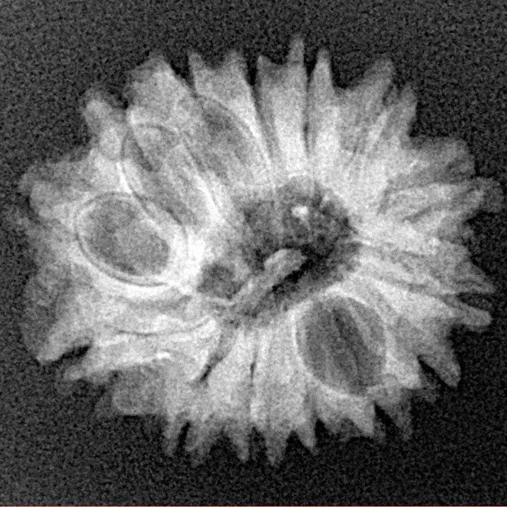 14 Mukhi Rudraksha 22.1mm 2.65gm - Xray