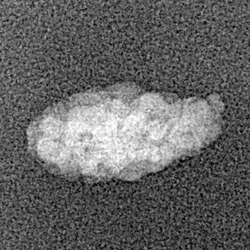 1 Mukhi Rudraksha 13.3mm 0.28gm - Xray
