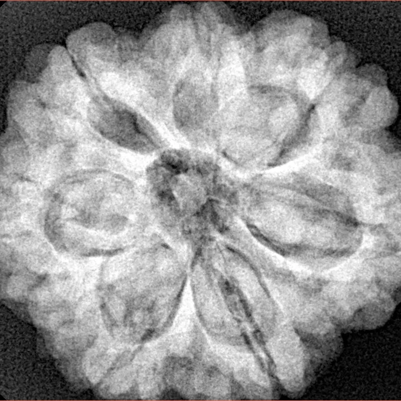 7 Mukhi Rudraksha 28.5mm 7.74gm - Xray