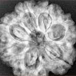 7 Mukhi Rudraksha 27.7mm 6.89gm - Xray