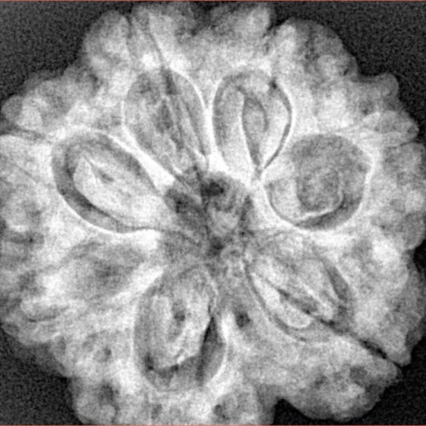 7 Mukhi Rudraksha 27.7mm 6.89gm - Xray