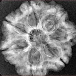 7 Mukhi Rudraksha 26.4mm 5.1gm - Xray
