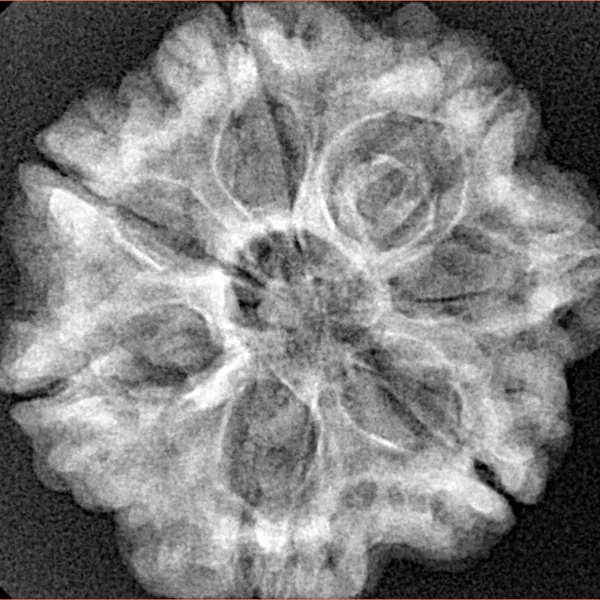 7 Mukhi Rudraksha 26.4mm 5.1gm - Xray