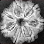 7 Mukhi Rudraksha 27.3mm 5.88gm - Xray