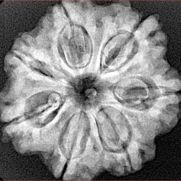 7 Mukhi Rudraksha 27.3mm 5.88gm - Xray