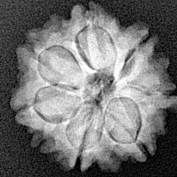 7 Mukhi Rudraksha 18.9mm 2.51gm - Xray