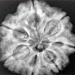 7 Mukhi Rudraksha 27mm 6.92gm - Xray