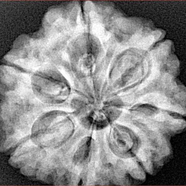 7 Mukhi Rudraksha 27mm 6.92gm - Xray