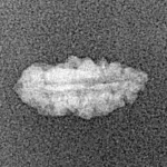1 Mukhi Rudraksha 13.4mm 0.22gm - Xray